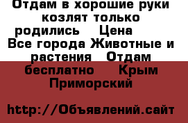 Отдам в хорошие руки козлят.только родились. › Цена ­ 20 - Все города Животные и растения » Отдам бесплатно   . Крым,Приморский